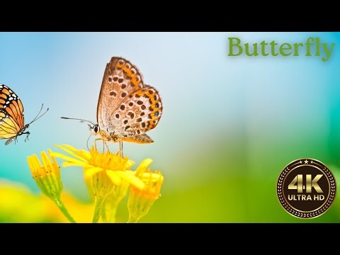 Beautiful Butterfly on ColorFul Flower in 4K Ultra HD – Nature Wildlife View | Natural View |