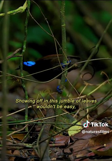 Exploring the Wilson's Bird of Paradise