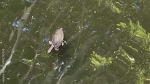 Florida softshell turtles (Apalone ferox) swimming in a pond. Turtle with a flattened, pancake-like body, a long neck, an elongated head with a long snorkel-like nose, and large webbed feet.