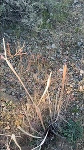 Follow the Signs To Gold? #shorts