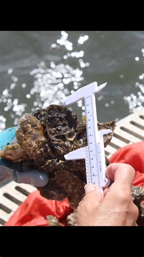 2.8K views · 34 reactions | The 2025 oyster harvest at Little Lagoon yields 92,015 stocker oysters with a mean height of 58.61 mm. Dang that’s a good season. TY volunteers. | Original Oyster House | Facebook