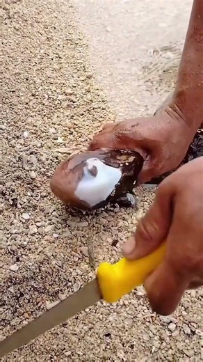 🐙 Giant Cuttlefish Hides an Incredible Secret! 😱 #shorts