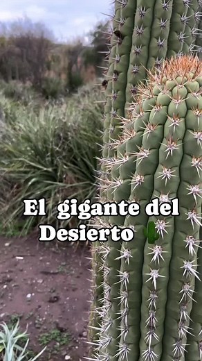 Todo sobre el cardón: el gigante del desierto