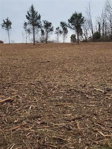 Combating Invasive Trees on Horse Farms