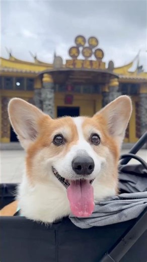 蘇西去拜拜 #pets #cute #cutedog #puppy #corgi #funny