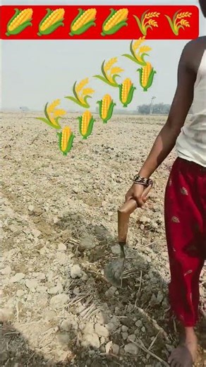 🌽🌽🌽🌾🌾🌾