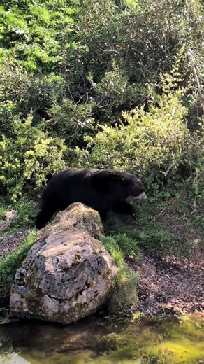 Andean Bear Takes a Sunny Stroll 🐻☀️