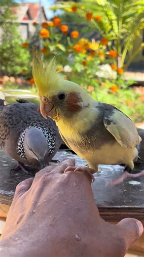 #birds #talkinganimal #cockatiel #nonstoptalkingparrot #talkingbird #parrot