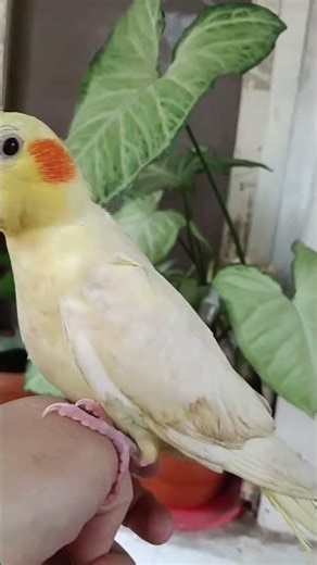 Adorable Fully Tamed Female Cockatiel Parrot 🦜✨ | Cute Pet Moments