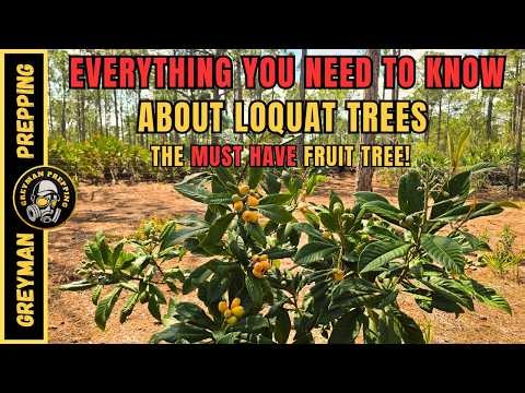 How to Grow Loquat Trees | Must Have Fruit Tree