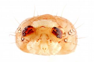 Commonly Confused Caterpillars: Distinguishing Tobacco Budworms From Corn Earworm