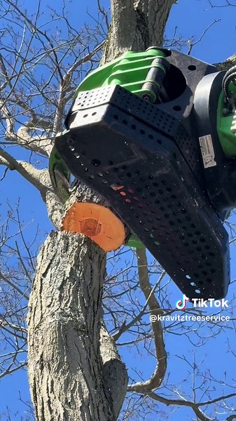 Tree Service in Chautauqua County, Western New York
