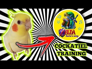 Cockatiel singing saria's song - lost woods - The legend of Zelda (COCKATIEL TRAINING)