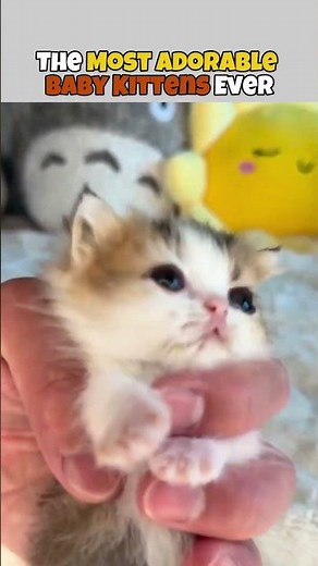 😻 The Most Adorable Baby Kittens Ever 🐾