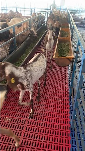 Goats Feeding in Line | Alpha Livestock Feeding System #alphalivestock #goatfarming2026