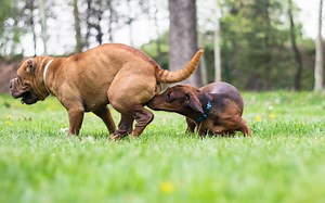 Celo en perros : Edad, síntomas y consejos