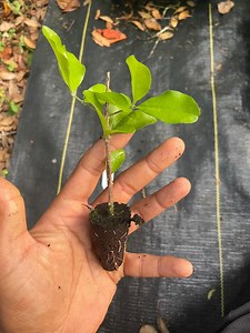 Acerola Cherry Plant: High Vitamin C, Tropical Fruit Tree - Etsy