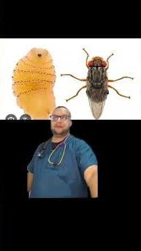 Larvas de Dermatobia Hominis #veterinarymedicine #greenscreen #pets