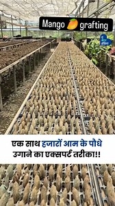 14K views · 187 reactions | आम के कलम बाँधने का एक काफी पुराना तरीका...