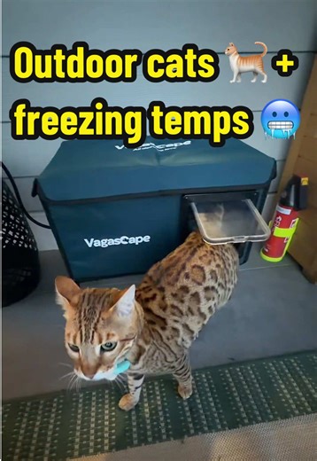 Heated Cat House: The Best Solution for Outdoor Cats in Winter
