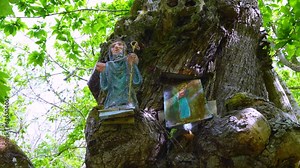 Old Chestnut Tree in the Surroundings of the Monastery of Santa Cristina de Ribas de Sil. Ribeira Sacra. Ourense. Galicia. Spain. Europe
