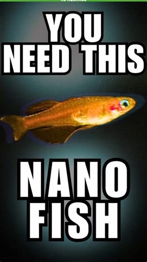 This Is What Selective Breeding Can Do to Nano Fish