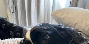 Interview With A Dog