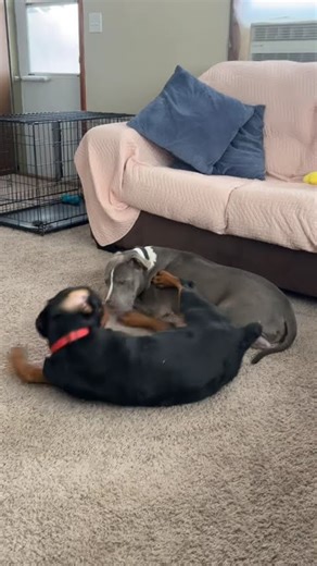 BABY KAIN & DOPEY 💙 💙 #pitbull #rottweiler #bluenose #puppy #love #family #trending #viral #shorts