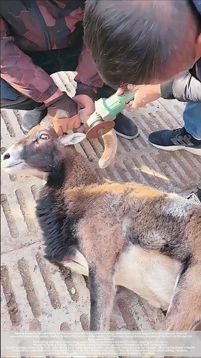 Why saw off the ram's horns?