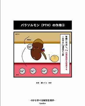【副甲状腺の解剖生理学】#カルシウム代謝 #解剖生理学 #副甲状腺 #副甲状腺機能亢進症