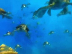 Finding Nemo current exit in full screen