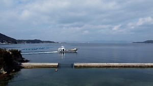꽃들, 해안, 식물, 백합, 나리속 Maculatum