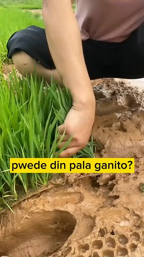 6.9K views · 22 reactions | Throwing techniques for planting Rice  #seedling #plants #seedlings #plant #garden #seeds #green #growyourown #gardening #grow #seed #nature #cannabis #adeniumindonesia #adeniumlover #bonsai #tree #adenium #bibit #arabicum #plantsofinstagram #bibitadenium #cactus #homegrown #grafting #flora #berkebun #work #obesum #adeniumseeds | Glen M Ibanez | Facebook