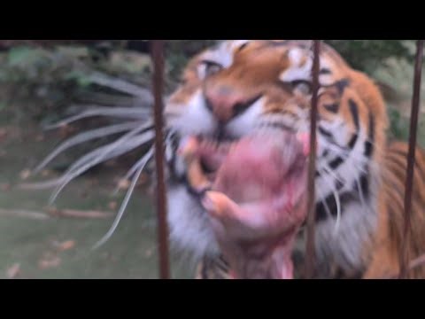 michael jamison is live! feeding tigers!