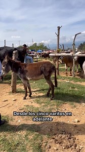 212K views · 1.1K reactions | Burros y burras en la plaza! #rancho #ganado #becerros #toros | Rulo Ranchero Rancho a la Ciudad | Facebook