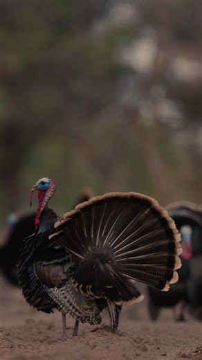 14K views · 61 reactions | Utah’s spring general-season turkey hunt is underway! Don’t have your turkey permit yet? It's easy to get one — they're available anytime before the hunt ends on May 31. Buy yours today: bit.ly/3lm4Vu5 | Utah Division of Wildlife Resources | Facebook