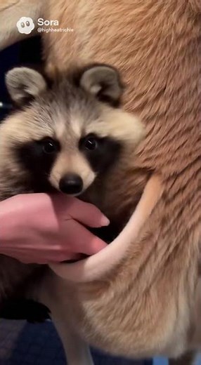 Trick or treat Kangaroo with a racoon in his pouch Sora 2 Ai