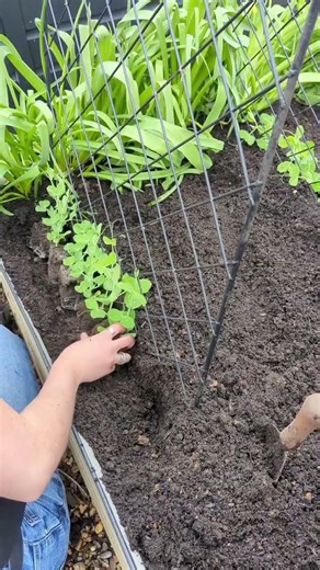 The First Peas Are In! 🫛 Growing My Favorite Garden Snack