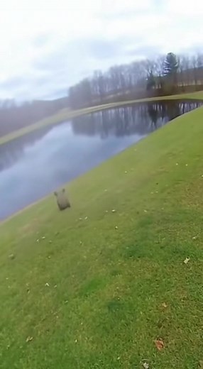 When the snapping turtle bites the bounce house 😂 | Assholeisms