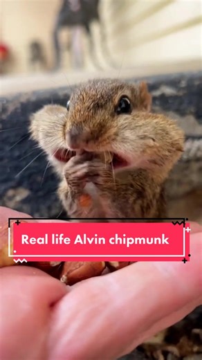 Real Life Alvin Chipmunk: Discovering the Wild Cutness