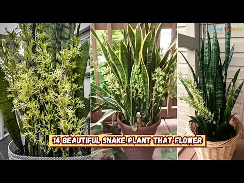 13 Beautiful Snake Plants that Flower