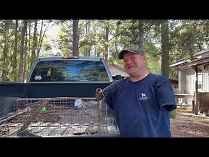 Raccoon Trapping for Beginners- Part 1: Trap Choice and Baits
