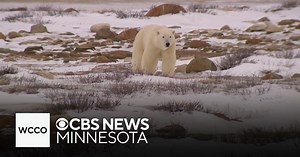 On the Edge Preview: How a warming arctic is threatening polar bears