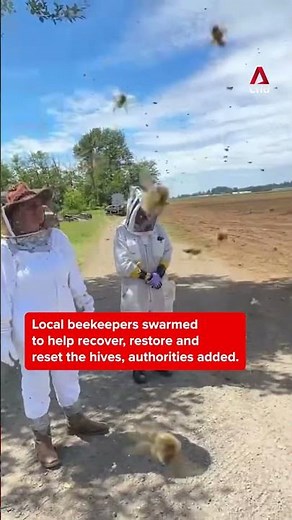 About 250 million bees escape after trailer overturns in Washington state