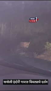 114K views · 422 reactions | नानोली इंदोरी गावात बिबट्याचे दर्शन | Maharashtra Live 1 Marathi News | Facebook