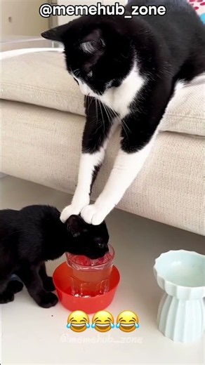 💧🐱 TOP 10 Funny Cats Drinking Water!