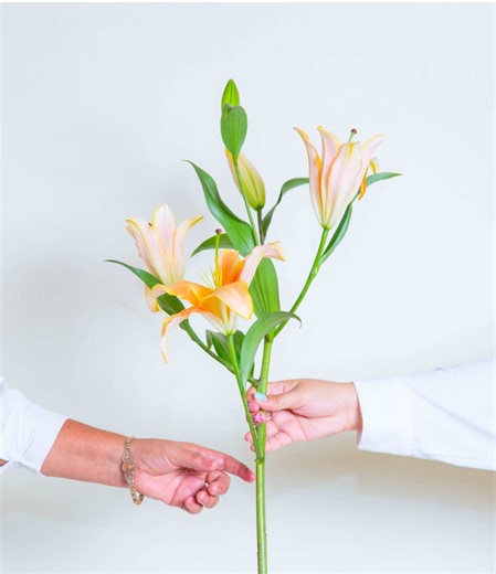Regalos para Mamá en Daisas - ¡Día de las Madres!