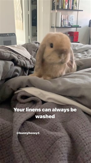 Do you allow your furbabies to jump on your bed/furniture? One of our memories of Sparky is how she would jump on the bed once Bundad showed signs of waking up. They had an early routine. It was so cute. 🤍 Like. Follow. Share with a friend 🤍 Join us for some more memories @bunnyhoney5 #bunny #bunnies #sparky #memory #sweetmoment #petloss #grief #rainbowbridge #5months #housebunny #furbaby #freeroam #bunnylove #bunnyoftheday #bunniesofinstagram #bunnyhoney5 | Bunnyhoney Store