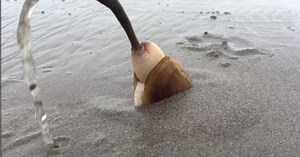 Clam Uses Its Foot To Dig Into The Sand In Absolutely Fascinating Video | GreaterGood