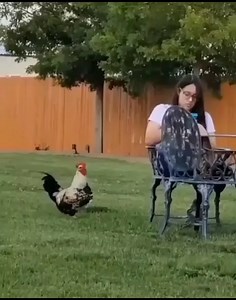 Woman chilling in her backyard gets attacked by a rooster 😂😂😂 | Fails